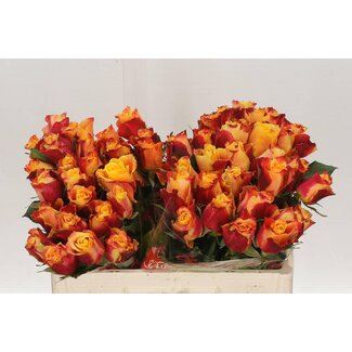 Freshy Rosa Tamara