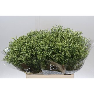 Freshy Limonium Sin China Lemon
