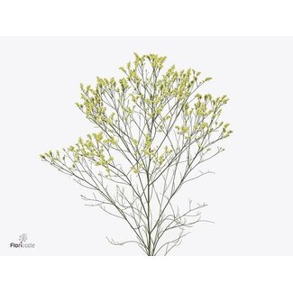 Freshy Limonium Sin Pineap Dia