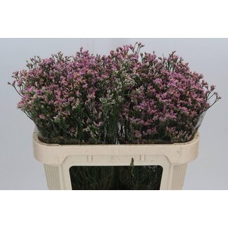 Freshy Limonium Sin Blush Diamond