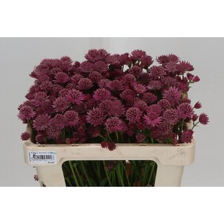 Freshy Astrantia Roma