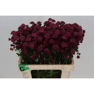 Freshy Astrantia Red Joyce