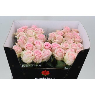 Freshy Rosa Sweet Dolomiti X L