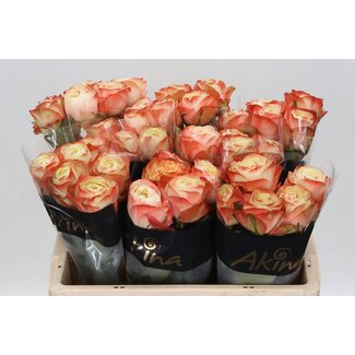 Freshy Rosa Karma-bb