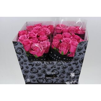 Freshy Rosa Kiss Me Kate