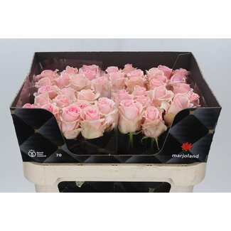 Freshy Rosen “Sweet Dolomiti” maat XL | Farbe: Rosa | Länge ± 70 centimeter | Pro 10 Rosen