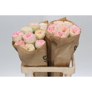 Freshy Rosa Pinky Pie
