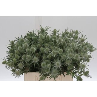 Freshy Eryngium Gemini Questar