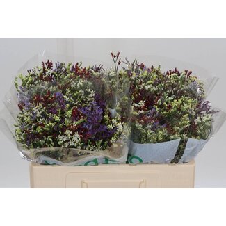 Freshy Limonium Sin Overig Gemengd