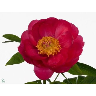 Freshy Paeonia Cytherea