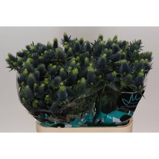Freshy Eryngium Supernova Qstar