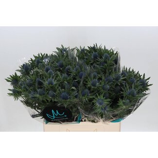 Freshy Eryngium Aquarius Qstar