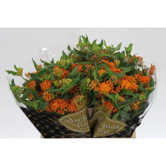 Freshy Asclepias Tuberosa