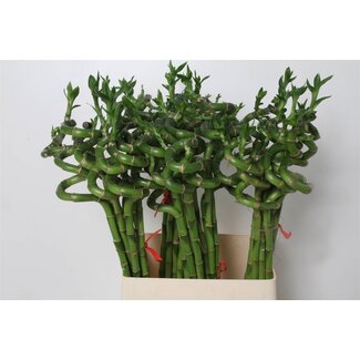 Freshy Dracaena S Lucky Bamboo