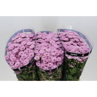 Freshy Chrysant santini Rossi Pink