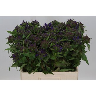 Freshy Campanula Glomerata Küsten-Glockenblume | Farbe: Violett Blau | Länge ± 60 centimeter | Pro 10 frische Blumen