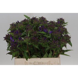 Freshy Campanula Glomerata Küstenglöckchen | Farbe: Lila Blau | Länge ± 40 centimeter | Pro 10 frische Blumen