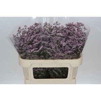 Freshy Limonium Safora “Oshi Pink” | Farbe: Lila | Länge ± 70 centimeter | Pro 25 Stiele frische Blumen