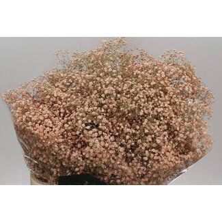 Freshy Gypsophila Schleierkraut “Xlence Zalm” Farbbehandelt | Farbe: Lachsfarben | Länge ± 80 centimeter | Pro 25 Stiele frische Blumen