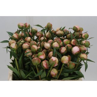 Freshy Paeonia L Alertie