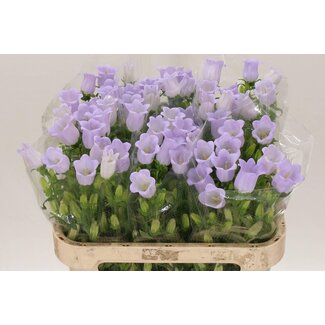 Freshy Campanula M Champion Lavendel