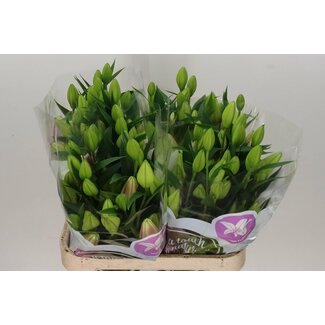 Freshy Lys Oriental Aqua “Binasco” | Couleur: Rose | Longueur ± 90 centimeter | Par 10 tiges fleurs fraîches