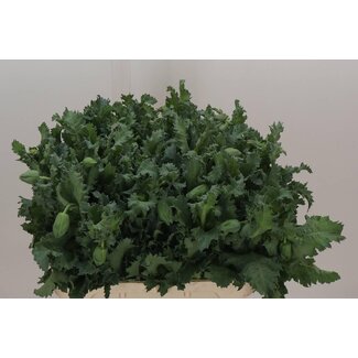 Freshy Papaver Or Pizzicato