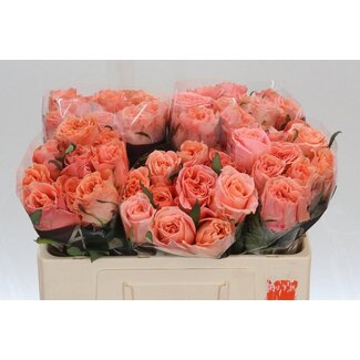 Freshy Rosa Blushing Reeva