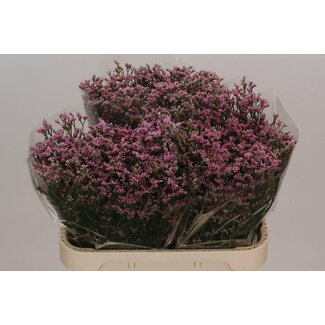 Freshy Limonium Sin Blush Diamond