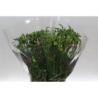 Freshy Freesia dubbel Gemengd