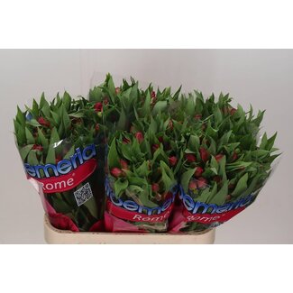 Freshy Alstroemeria Incalelie “Rome” | Farbe: Rosa | Länge ± 75 centimeter | Pro 10 Stiele frische Blumen