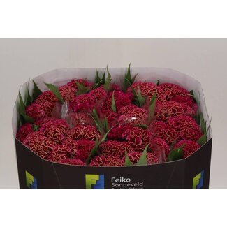 Freshy Celosia Cristata “Act Rima” | Farbe: Rosa | Länge ± 72 centimeter | Pro 10 frische Blumen
