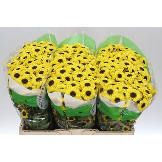 Freshy Chrysantheme Chrysant Santini “Patrese Sunny” | Farbe: Gelb | Länge ± 55 centimeter | Pro 25 Stiele frische Blumen