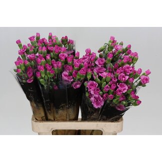Freshy Trosnelke “Lilac Melissa” | Farbe: Rosa | Länge ± 60 centimeter | Pro 25 frische Blumen