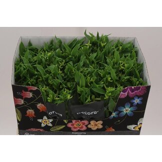 Freshy Alstroemeria Incalelie Fl “Jade” | Kleur: Groen | Lengte ± 75 centimeter | Per 10 stelen verse bloemen