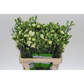 Freshy Trauben-Nelke “Solomio Bern” Einfachblütig | Farbe: Groen | Länge ± 60 centimeter | Pro 20 verse bloemen