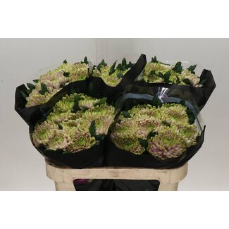 Freshy Deko Chrysantheme Chrysant “Ross Charlotte” | Farbe: Rosa | Länge ± 70 centimeter | Pro 10 frische Blumen