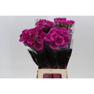 Freshy Lange Nelke “Dark Farida” | Farbe: Rosa | Länge ± 70 centimeter | Pro 20 frische Blumen