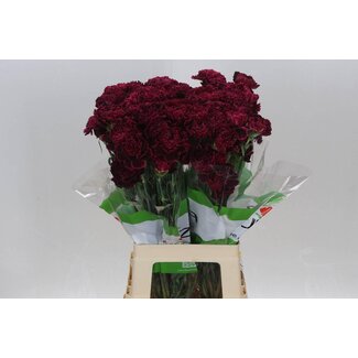 Freshy Lange Nelke “Funza Nobbio Black Heart” | Farbe: Bordeaux | Länge ± 70 Zentimeter | Pro 20 frische Blumen
