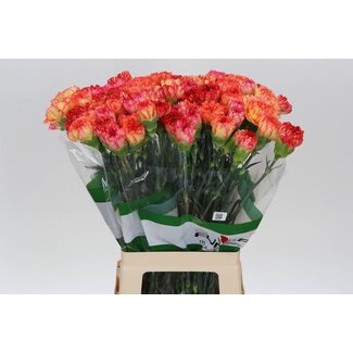 Freshy Lange Nelke "Funza Rainbow Orange" | Farbe: Gemischte Farben | Länge ± 70 centimeter | Pro 20 frische Blumen