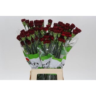 Freshy Lange Nelke “Funza Zurigo” | Farbe: Rot | Länge ± 70 centimeter | Pro 20 frische Blumen