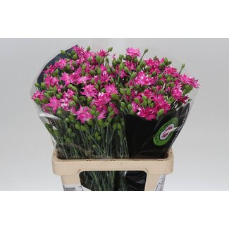 Freshy Spray-Nelke “Tessino Fruity” | Farbe: Rosa | Länge ± 60 centimeter | Pro 50 frische Blumen