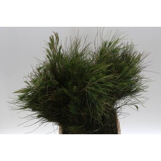 Freshy Casuarina 300gr (p. bos)