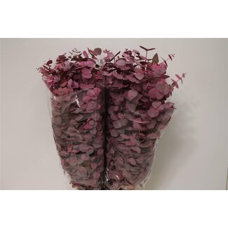 Freshy Eucalyptus Cinerea Gefärbt Rosa | Farbe: Gemischte Farben | Länge ± 70 centimeter | 200 gram pro Bund | Pro 5 Bündel