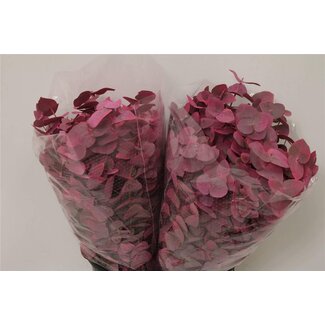Freshy Eucalyptus Cinerea Coloured Pink | Colour: Mixed Colours | Length ± 50 centimetre | 150 gram per bunch | Per 5 bunches