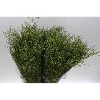 Freshy Ginster Bes Green 400gr (p. bos)