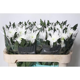 Freshy Deko Chrysantheme Chrysant “Topspin” | Farbe: Weiß | Länge ± 70 centimeter | Pro 10 frische Blumen