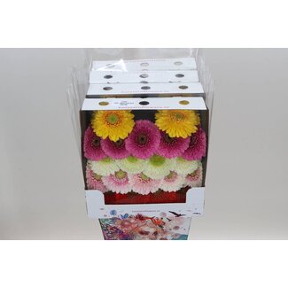 Freshy Gerbera Pomponi Mi Aqua Gemischt in Rij | Kleur: Gemengde Kleuren | Länge ± 50 centimeter | Per 20 verse bloemen