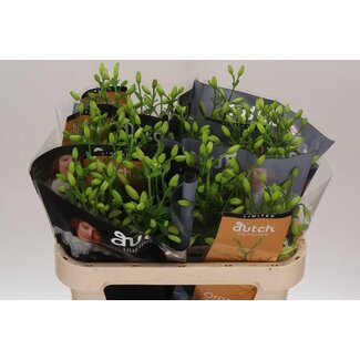 Freshy Lelie Longiflorum x Aziatische Lelie Aqua “Orange Cocotte” | Kleur: Oranje | Lengte ± 80 centimeter | Per 10 stelen verse bloemen