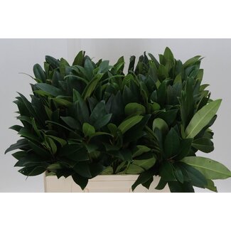 Freshy Rhododendron